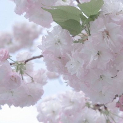 哈巴河FurryQQ群介绍